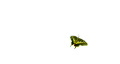 video clip 308689