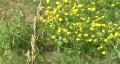 video clip 308817