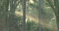 video clip 312047