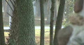 video clip 312051