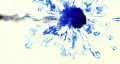 video clip 312311