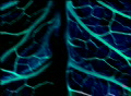 VJ Loop369 Pulse 2 Green Video