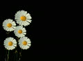 video clip 326983