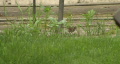 video clip 327129
