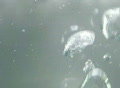 video clip 327427