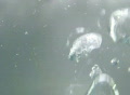 video clip 327489