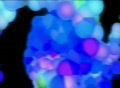 video clip 333665