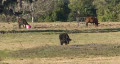 video clip 334407