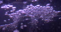 video clip 334455