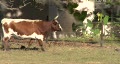 video clip 334485