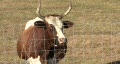 video clip 334907