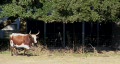 video clip 334941
