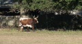 video clip 334943