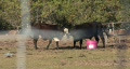 video clip 334959