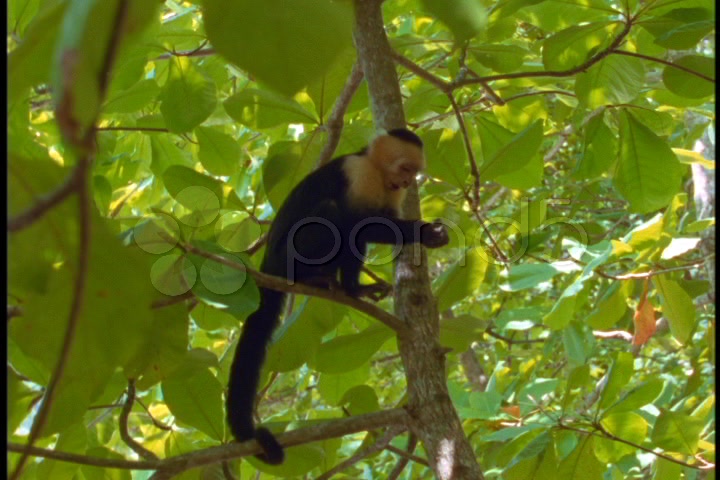 Medium-Shot Of A Amazon Rainforest Spider Monkey In A Tree. videos