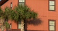Palm Tree And Orange Building Video