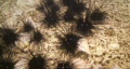 Sea Urchin
