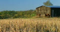 video clip 351191