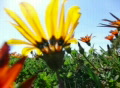 video clip 353949