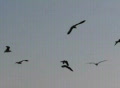 video clip 354203