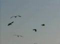 video clip 354253