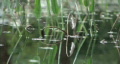 video clip 358369