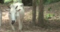 video clip 372517