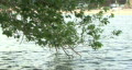 Hillsborough River & Tree Video