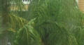 video clip 401585