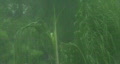 video clip 401605