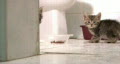 Kitten Hiding behind Wall then Hissing