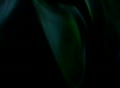 video clip 420801