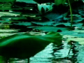 video clip 448421