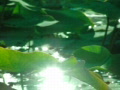 video clip 448427
