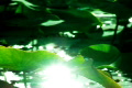 video clip 448537