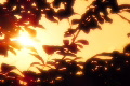 video clip 449387
