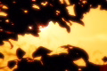 video clip 449395