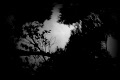 Old footage 13- Spinning tree