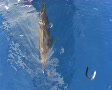 Bottlenose dolphin blowing bubbles at the surface Video