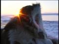 Chukchi shepherd on cross-country vehicle in polar tundra. Hunting with lasso f