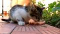 video clip 474553