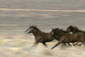 wild horses 37