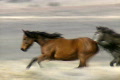 wild horses 39