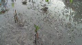 Mangrove planting 9
