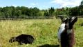 video clip 491097