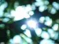 Bamboo Sunlight 2 Loop Video