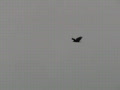 video clip 491577