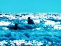 video clip 491597