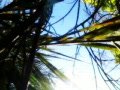 video clip 491625