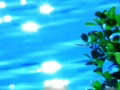 video clip 491631